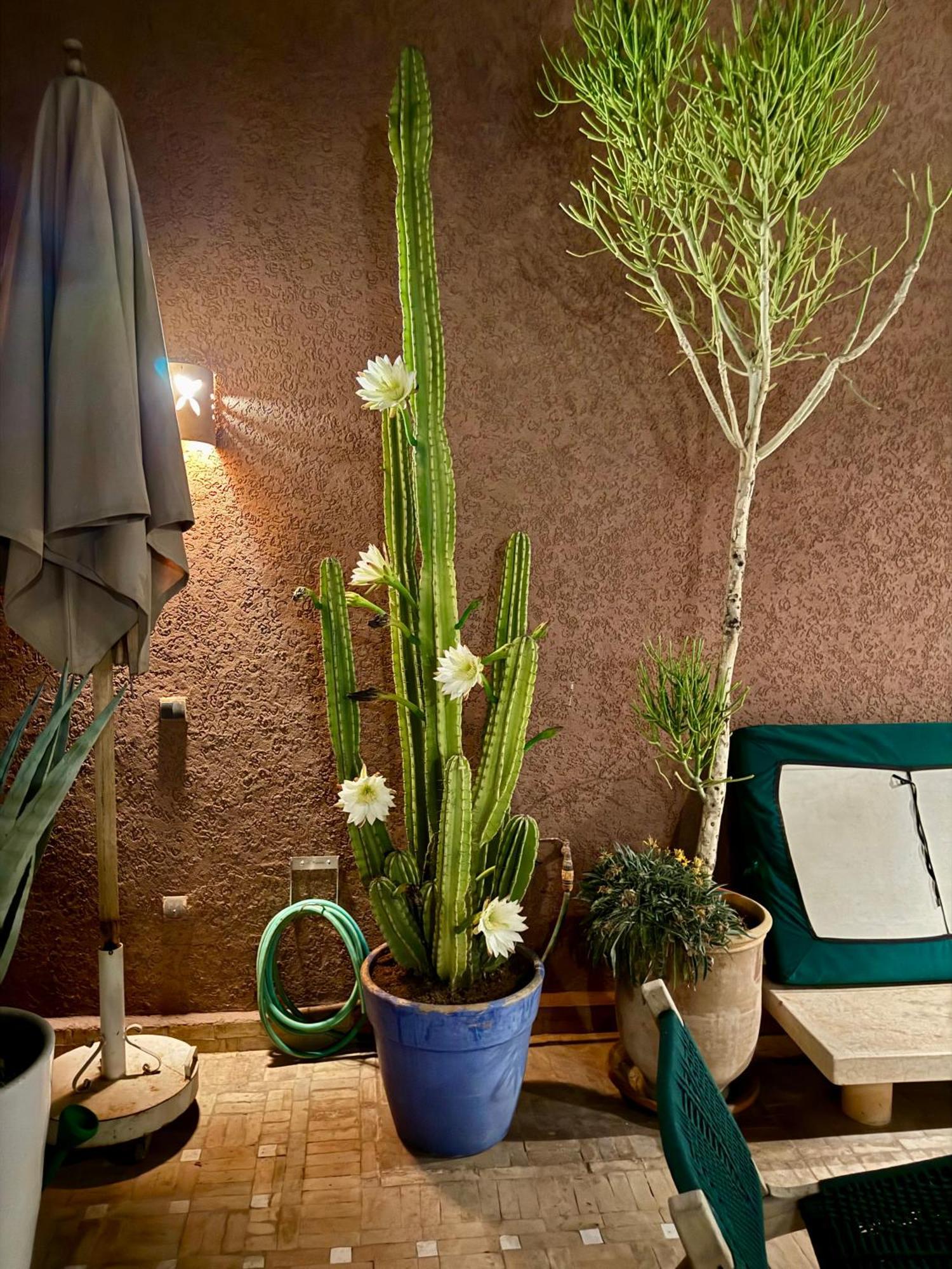 "Le 21", Exclusive Luxury Duplex 400M From Jemaa El Fna Place -Hammam-Jacuzzi-Koutoubia View-Roof Terrace -Speed Wifi مراكش المظهر الخارجي الصورة
